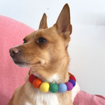 Handmade Rainbow Pom Pom Collar - Adjustable - Vegan Leather / Biothane