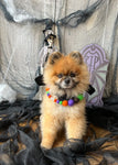 Halloween Pom Pom Dog Collar - BOO