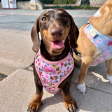 Bee Happy Dachshund’s Harness