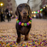 Personalised Pom Pom Dog Collar - Mardi Gras
