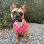 Pink Luxe Corduroy Harness