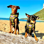 Harness - Cornish Tartan - As Seen in Vogue