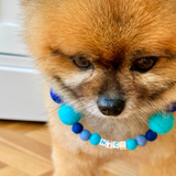 Personalised Pom Pom Dog Collar - Blue