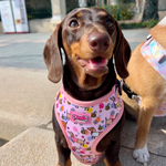 Bee Happy Dachshund’s Harness