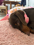Bee Happy Dachshunds - Handmade Biothane Dog Collar - Powder Pink