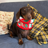 Red White & Green Crochet Dog Snood / Buff