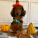 Halloween Eyeball Pom Pom Dog Collar  - Blue