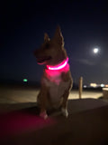 LED Glow in the Dark / Light Up Dog Collar - Pink