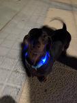 LED Glow in the Dark / Light Up Dog Collar - Blue