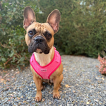 Pink Luxe Corduroy Harness