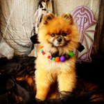 Halloween Pom Pom Dog Collar - BOO