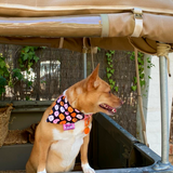 Happy Halloween Pumpkin Dog Bandana