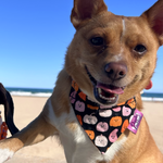 Happy Halloween Pumpkin Dog Bandana