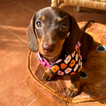 Happy Halloween Pumpkin Dog Bandana