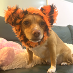 Dog Snood / Buff / Hat - Tiger