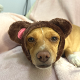 Dog Snood / Buff / Hat - Brown Teddy Bear