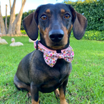 Dog Bow Tie - Bee Happy Dachshunds