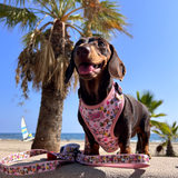 Bee Happy Dachshund’s Harness