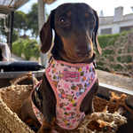 Bee Happy Dachshund’s Harness