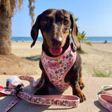 Bee Happy Dachshund’s Harness