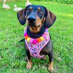 Bee Happy Dachshund’s Harness