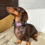 Collar - Cornish Hunting Tartan