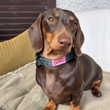 Collar - Cornish Hunting Tartan