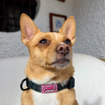 Collar - Cornish Hunting Tartan