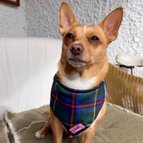 Cornish Hunting Tartan - Bandana - Tie-on