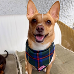 Cornish Hunting Tartan - Bandana - Tie-on