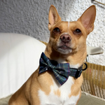 Collar - Cornish Hunting Tartan