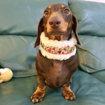 Christmas Dachshunds - Handmade Fluffy Biothane Dog Collar - 25mm