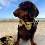 Dog Leash - Hot Dog Dachshunds