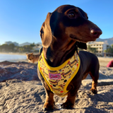 Hot Dog Dachshunds Harness