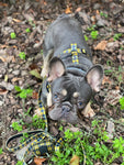 Harness - Cornish Tartan - As Seen in Vogue