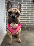 Pink Luxe Corduroy Harness