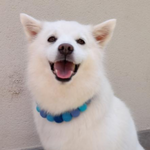 Personalised Pom Pom Dog Collar - Blue