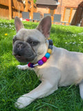 Personalised Pom Pom Dog Collar - Dolly Mix
