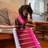 Puppy Ramp