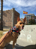 Autumn Celebration Halloween Dog Bandana