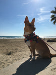 Autumn Celebration Halloween Dog Bandana