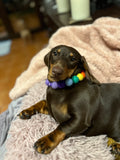 Personalised Pom Pom Dog Collar - Rainbow