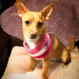 Candy Pink Stripes Crochet Doggy Snood